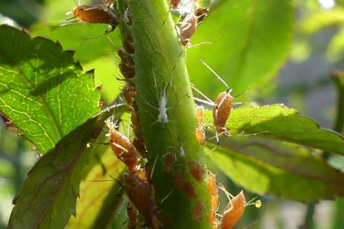 Réf. 275 410 : Macrosiphum rosae